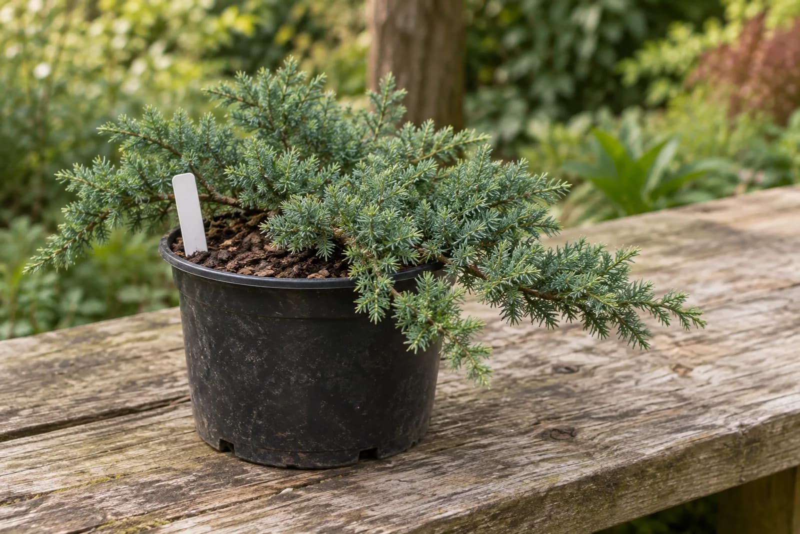 A young, low-spreading garden juniper in a black plastic nursery pot on a wooden potting bench outdoors, with a plant tag in the soil.